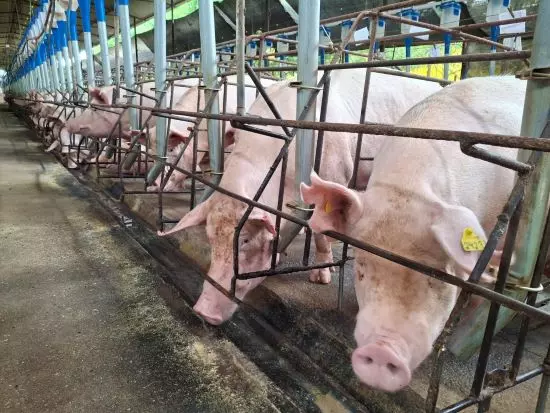 SANIDADE ][ ABPA intensifica campanha 